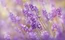 WAVE 3D — Tamis d'urinoir, parfum Fabulous Lavander (lavande) (2/pqt)